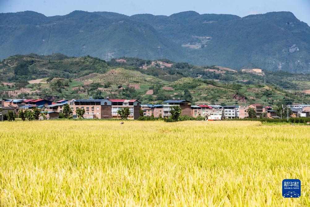 足球现金官方网站